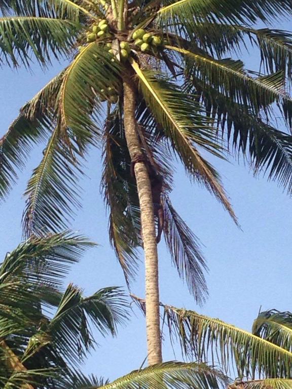Relax Beach Resort Weligama Esterno foto